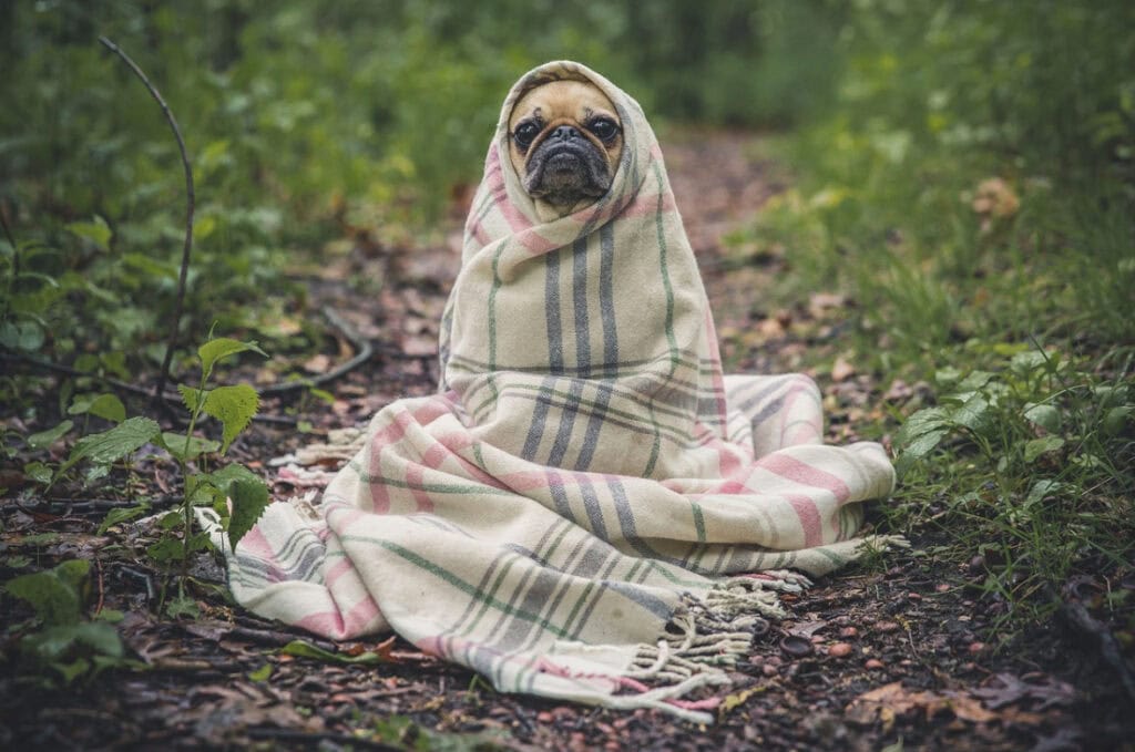 Find a positive focus like this really special dog.